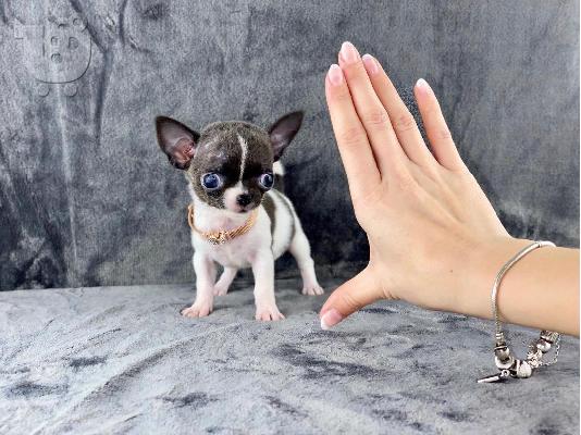 Κουτάβια AKC reg Chihuahua
